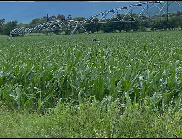 18HA FARM FOR SALE IN WEENEN